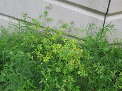 Chelidonium asiaticum