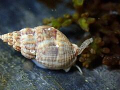 Amphissa versicolor