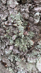 Flavopunctelia flaventior