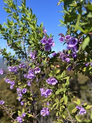 Prostanthera