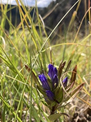 Gentianaceae