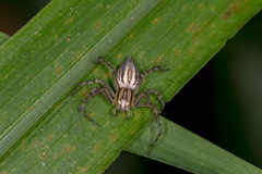 Oxyopes gracilipes
