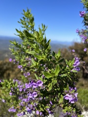 Prostanthera