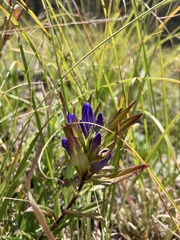 Gentianaceae