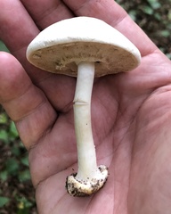 Agaricus reducibulbus