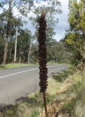 Xanthorrhoea minor lutea