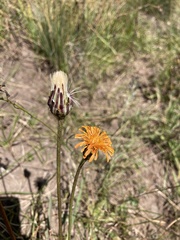 Agoseris aurantiaca