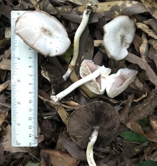 Agaricus reducibulbus