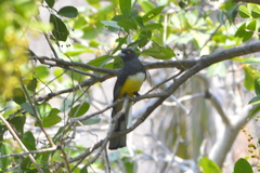 Trogon citreolus