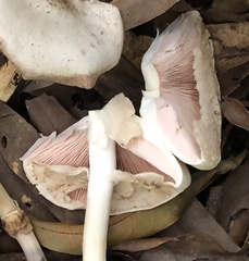 Agaricus reducibulbus