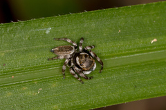 Maratus scutulatus