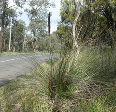 Xanthorrhoea minor lutea