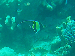Zanclus cornutus