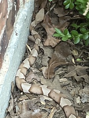 Agkistrodon laticinctus