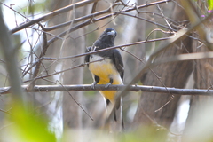 Trogon citreolus