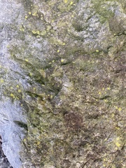 Candelariella aurella