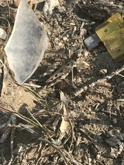 Phlibostroma quadrimaculatum