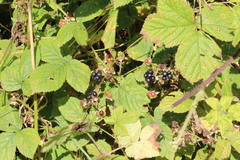 Rubus fruticosus