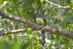 Trogon citreolus