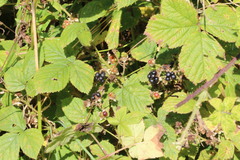 Rubus fruticosus
