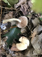 Hebeloma crustuliniforme