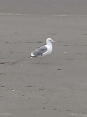 Larus occidentalis