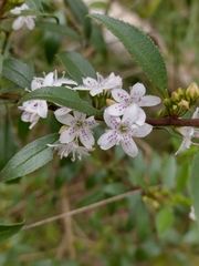 Myoporum petiolatum