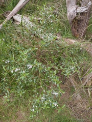 Myoporum petiolatum