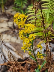 Solidago virgaurea
