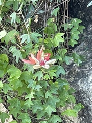Passiflora aurantia