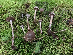 Cortinarius lindstroemii