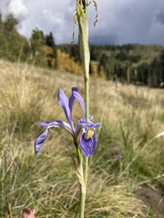 Iris missouriensis