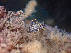 Polycera atra