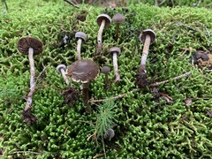 Cortinarius lindstroemii