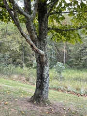 Acer saccharum