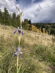 Iris missouriensis