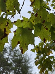 Acer saccharum