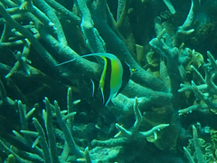 Zanclus cornutus