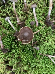 Cortinarius lindstroemii