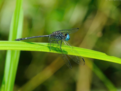 Dythemis nigra