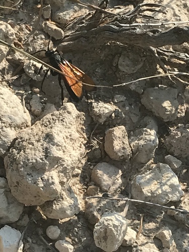 Flamed Tarantula-hawk Wasp photo 4