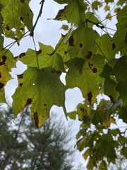 Acer saccharum