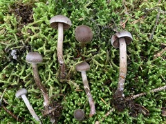 Cortinarius lindstroemii