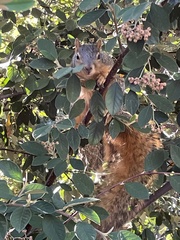 Sciurus niger
