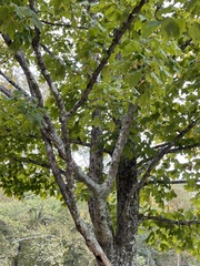 Acer saccharum
