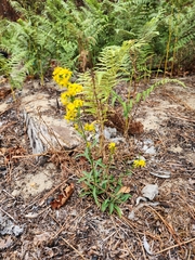 Solidago virgaurea