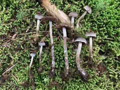 Cortinarius lindstroemii