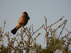 Agelaioides badius
