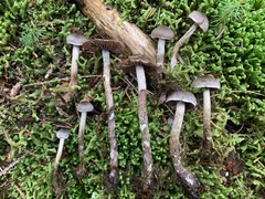 Cortinarius lindstroemii