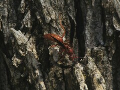 Polistes rubiginosus